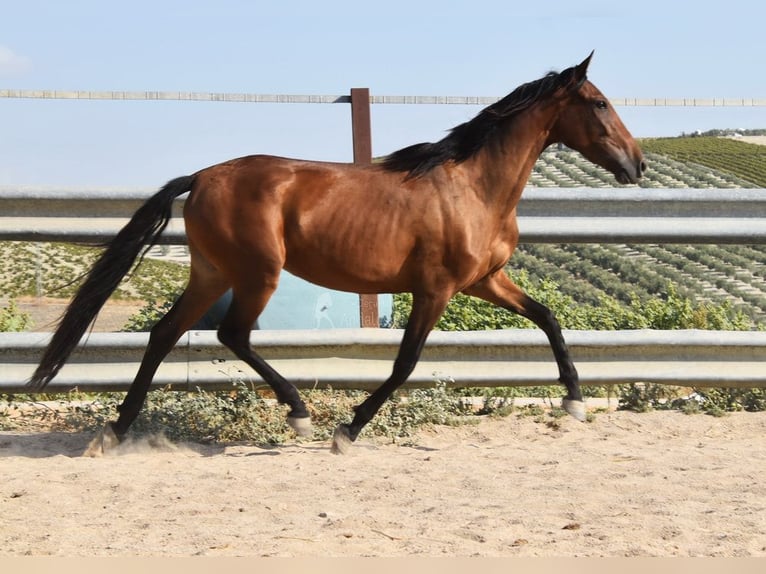 PRE Jument 3 Ans 153 cm Bai in Provinz Cordoba