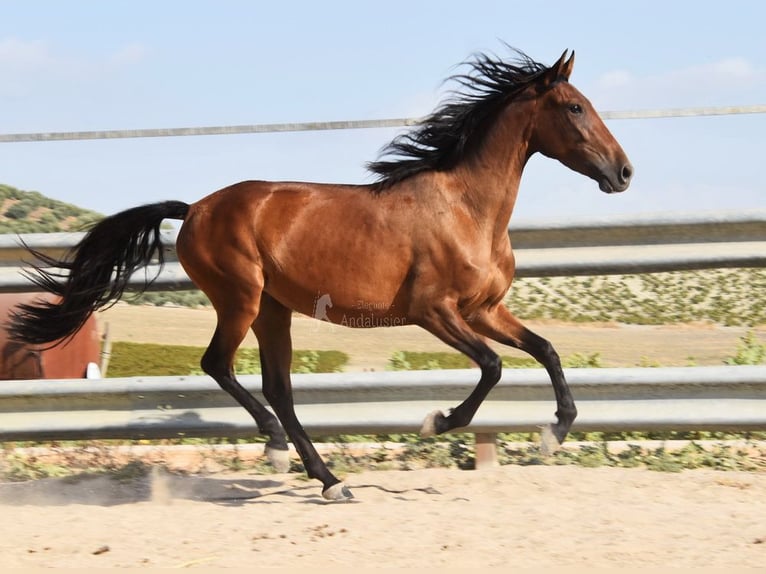 PRE Jument 3 Ans 153 cm Bai in Provinz Cordoba