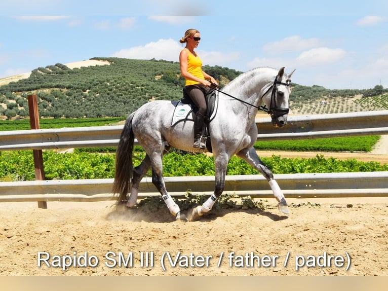 PRE Jument 3 Ans 153 cm Bai in Provinz Cordoba