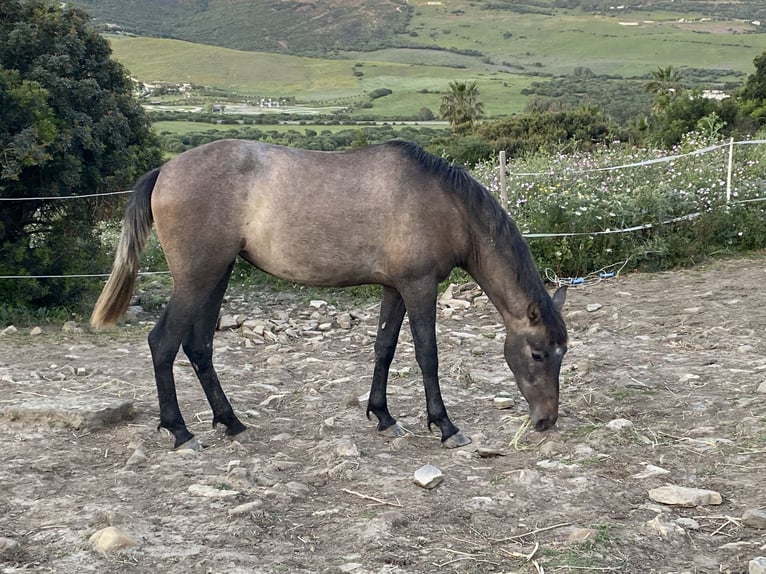 PRE Croisé Jument 3 Ans 153 cm Gris in Tarifa