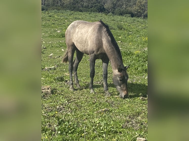 PRE Croisé Jument 3 Ans 153 cm Gris in Tarifa