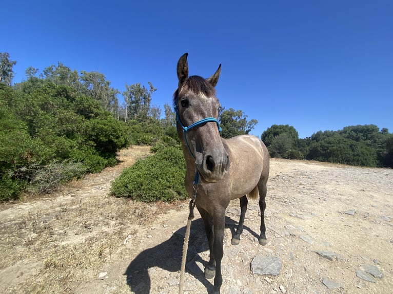 PRE Croisé Jument 3 Ans 153 cm Gris in Tarifa