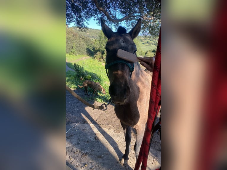 PRE Croisé Jument 3 Ans 153 cm Gris in Tarifa