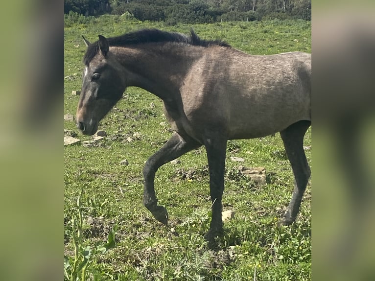 PRE Croisé Jument 3 Ans 153 cm Gris in Tarifa