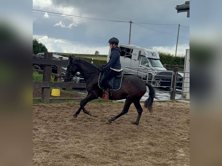 PRE Croisé Jument 3 Ans 153 cm Noir in Daleiden