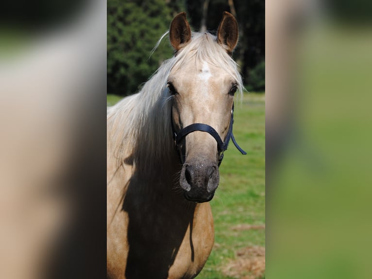 PRE Croisé Jument 3 Ans 153 cm Palomino in Himmelpforten