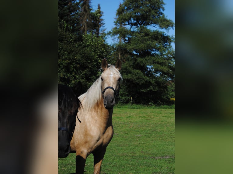 PRE Croisé Jument 3 Ans 153 cm Palomino in Himmelpforten