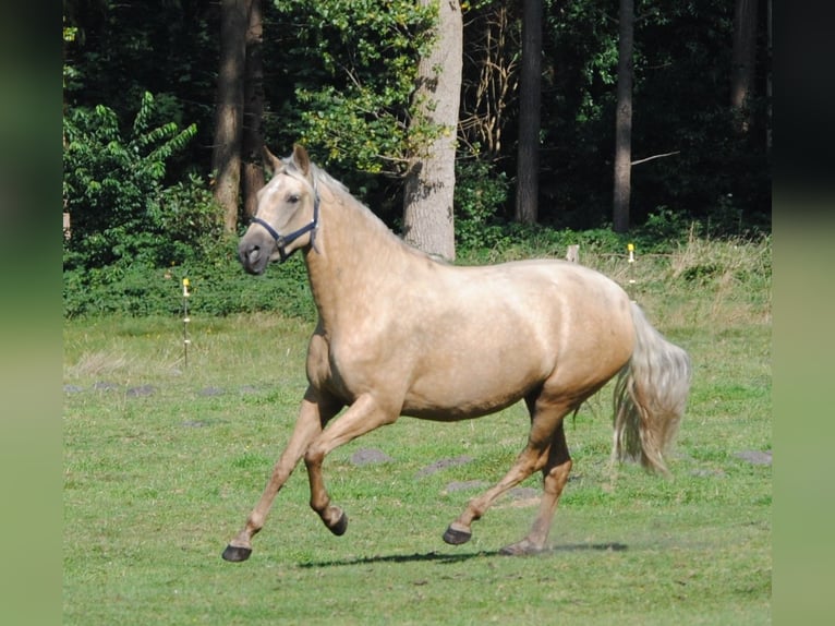 PRE Croisé Jument 3 Ans 153 cm Palomino in Himmelpforten