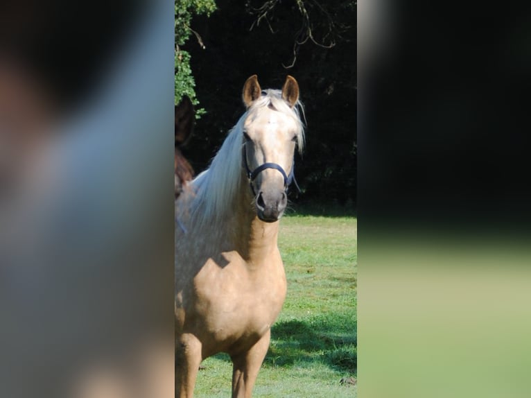 PRE Croisé Jument 3 Ans 153 cm Palomino in Himmelpforten