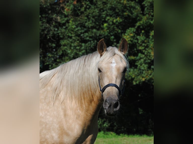 PRE Croisé Jument 3 Ans 153 cm Palomino in Himmelpforten