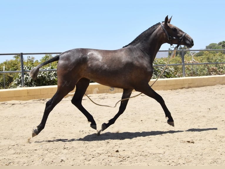 PRE Jument 3 Ans 154 cm Gris in Provinz Malaga