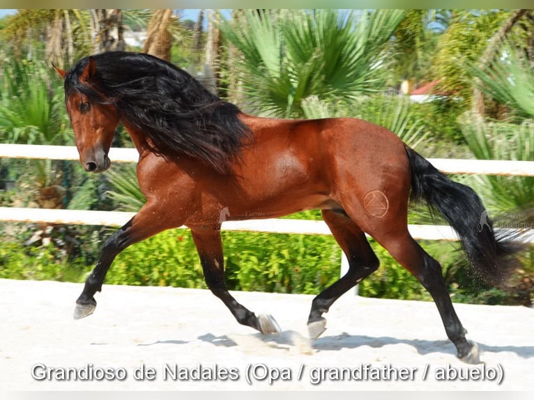 PRE Jument 3 Ans 154 cm Gris in Provinz Malaga