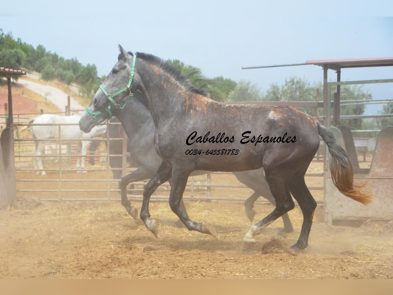 PRE Croisé Jument 3 Ans 154 cm Gris pommelé in Vejer de la Frontera