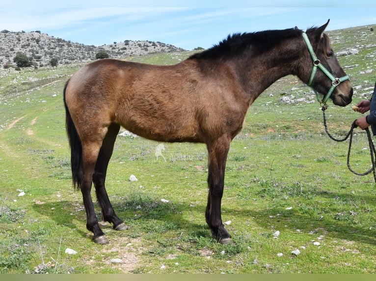 PRE Jument 3 Ans 154 cm Isabelle in Provinz Granada