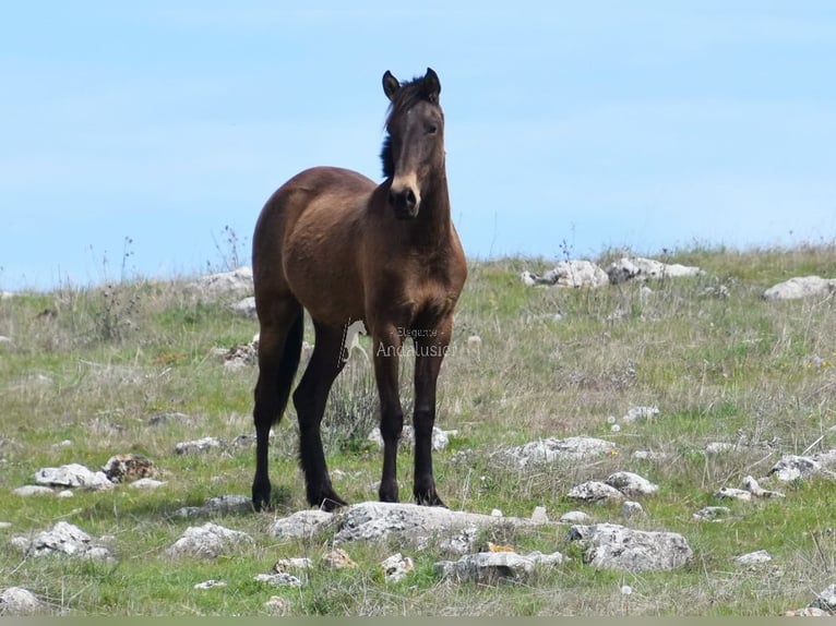 PRE Jument 3 Ans 154 cm Isabelle in Provinz Granada