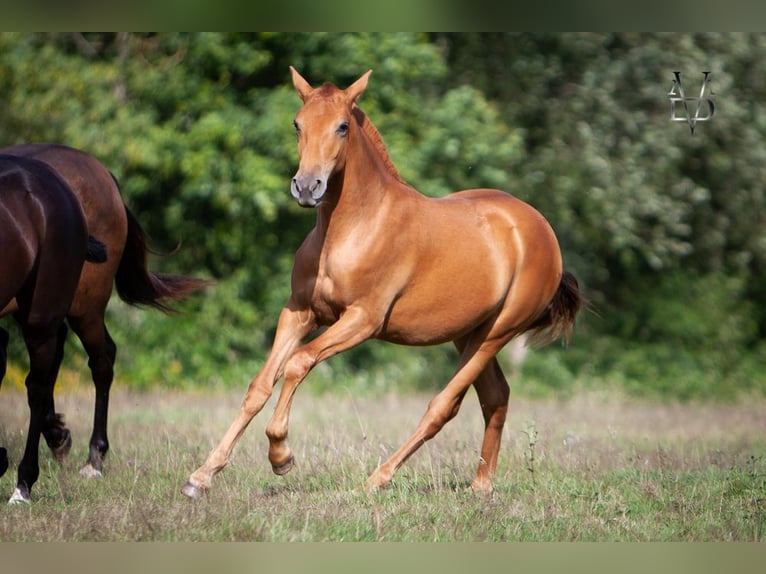 PRE Croisé Jument 3 Ans 155 cm Alezan in La Vespière-Friardel