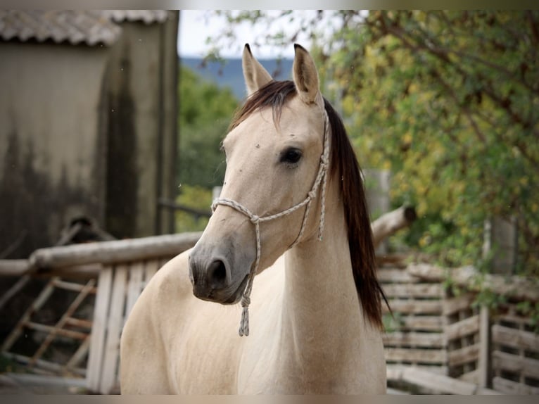 PRE Croisé Jument 3 Ans 155 cm Buckskin in Valencia