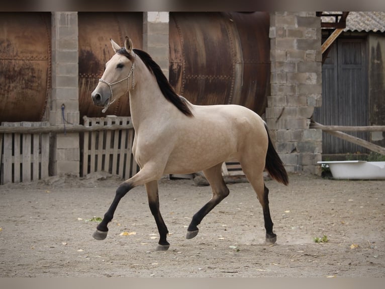 PRE Croisé Jument 3 Ans 155 cm Buckskin in Valencia