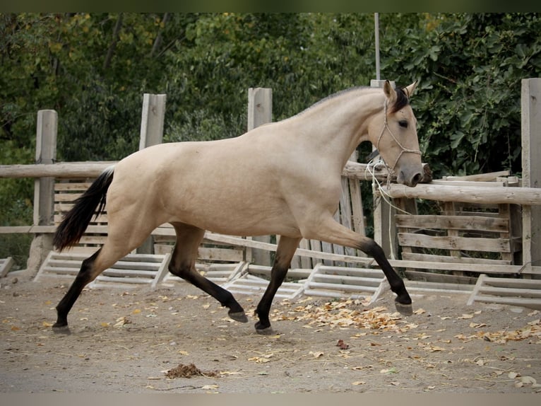 PRE Croisé Jument 3 Ans 155 cm Buckskin in Valencia