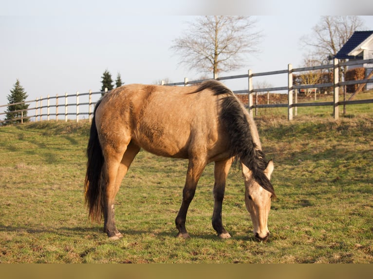 PRE Croisé Jument 3 Ans 155 cm Buckskin in Hümmel