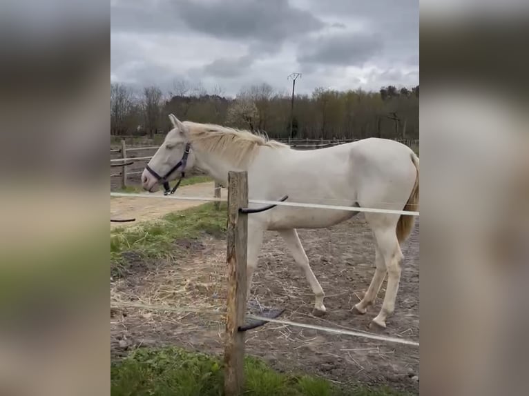 PRE Croisé Jument 3 Ans 155 cm Cremello in Tours