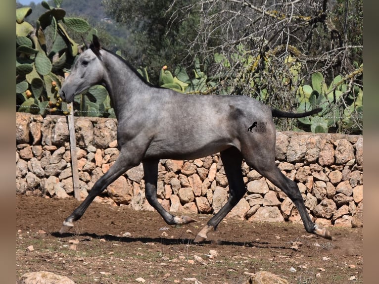 PRE Jument 3 Ans 155 cm Gris in Mallorca