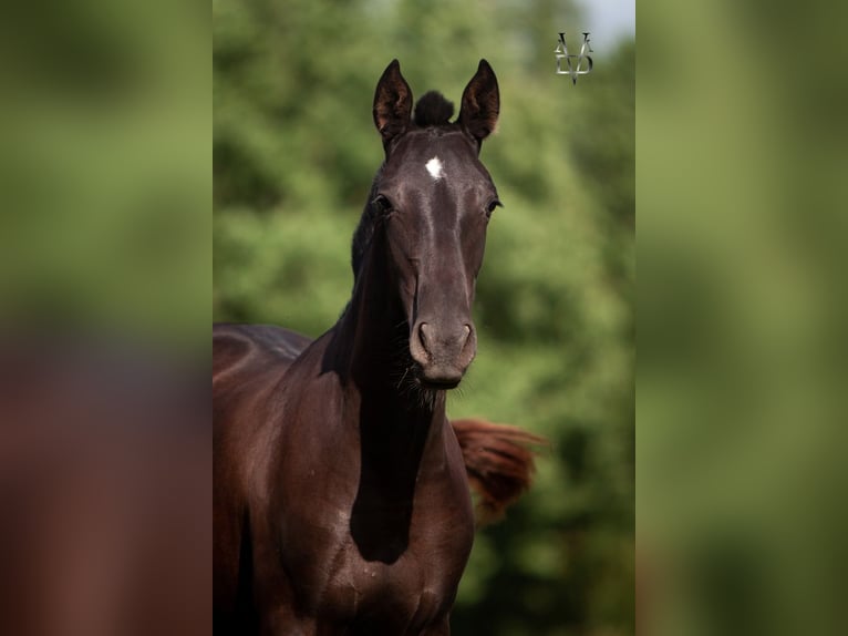 PRE Croisé Jument 3 Ans 155 cm Noir in La Vespière-Friardel