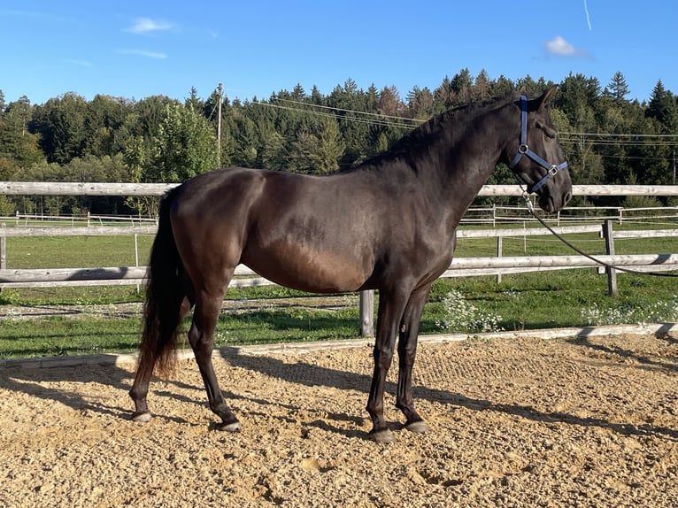 PRE Jument 3 Ans 155 cm Noir in Grabenstätt