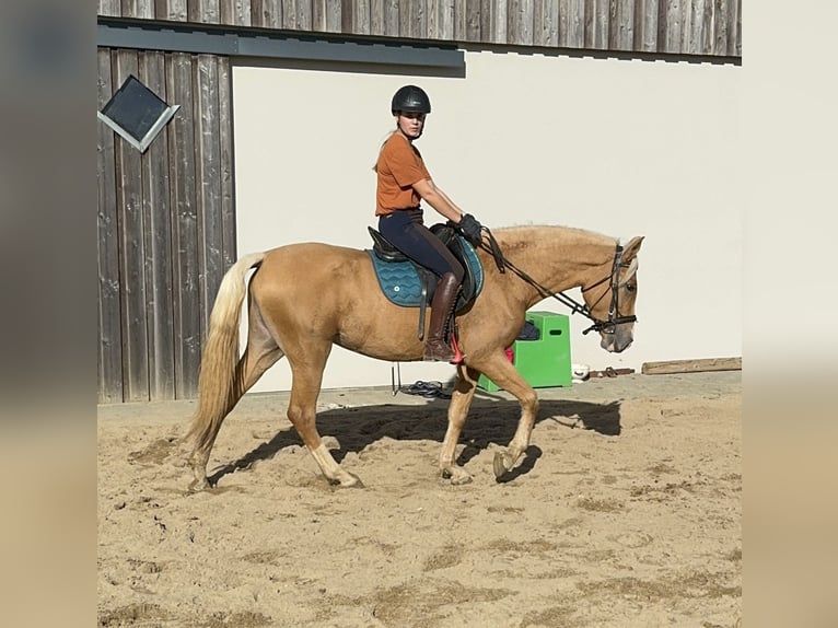 PRE Croisé Jument 3 Ans 155 cm Palomino in Daleiden