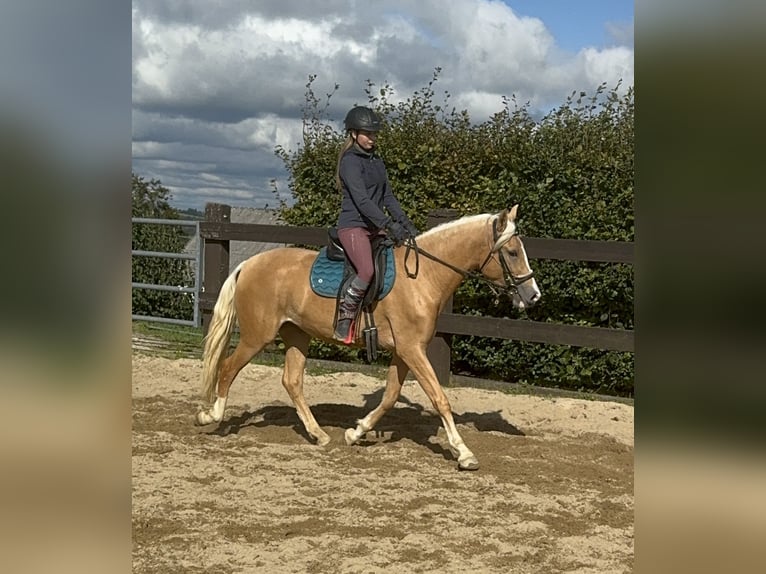 PRE Croisé Jument 3 Ans 155 cm Palomino in Daleiden