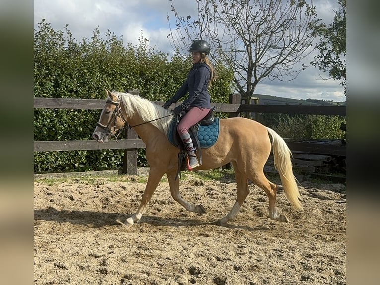 PRE Croisé Jument 3 Ans 155 cm Palomino in Daleiden