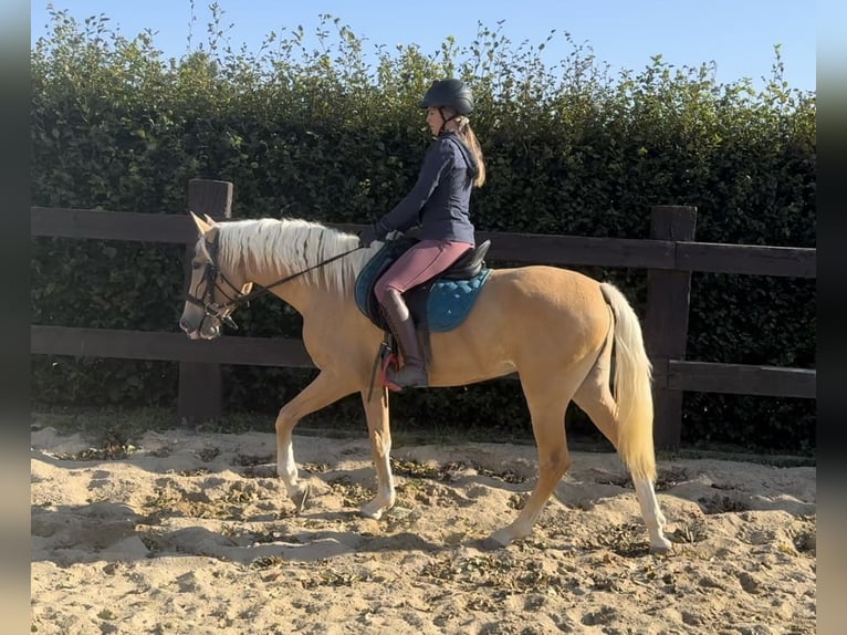 PRE Croisé Jument 3 Ans 155 cm Palomino in Daleiden