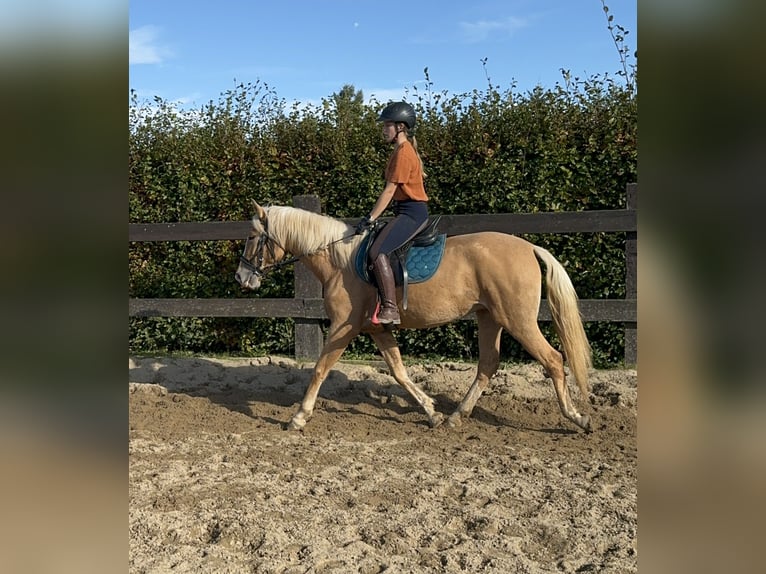 PRE Croisé Jument 3 Ans 155 cm Palomino in Daleiden