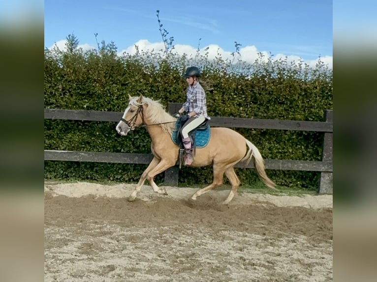 PRE Croisé Jument 3 Ans 155 cm Palomino in Daleiden