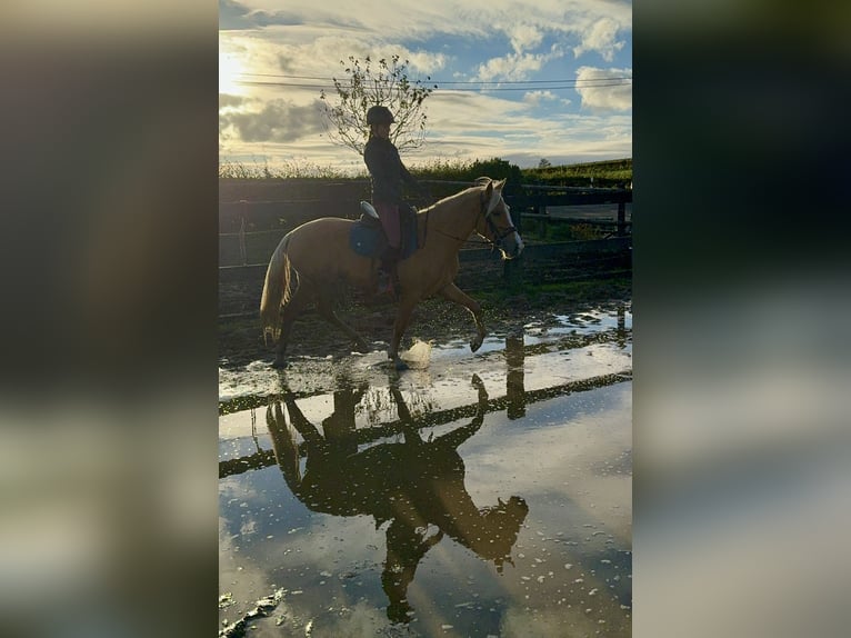 PRE Croisé Jument 3 Ans 155 cm Palomino in Daleiden