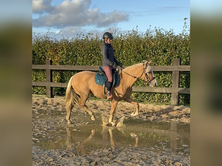 PRE Croisé Jument 3 Ans 155 cm Palomino in Daleiden