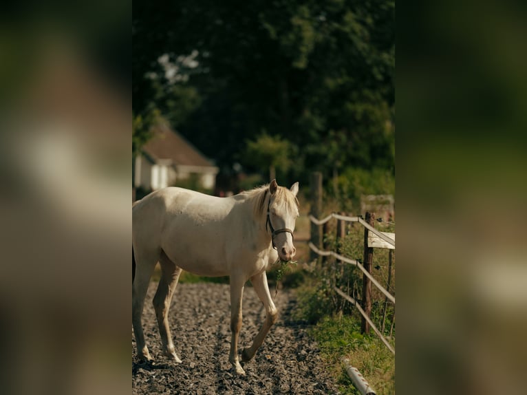 PRE Jument 3 Ans 155 cm Perlino in Bourtange