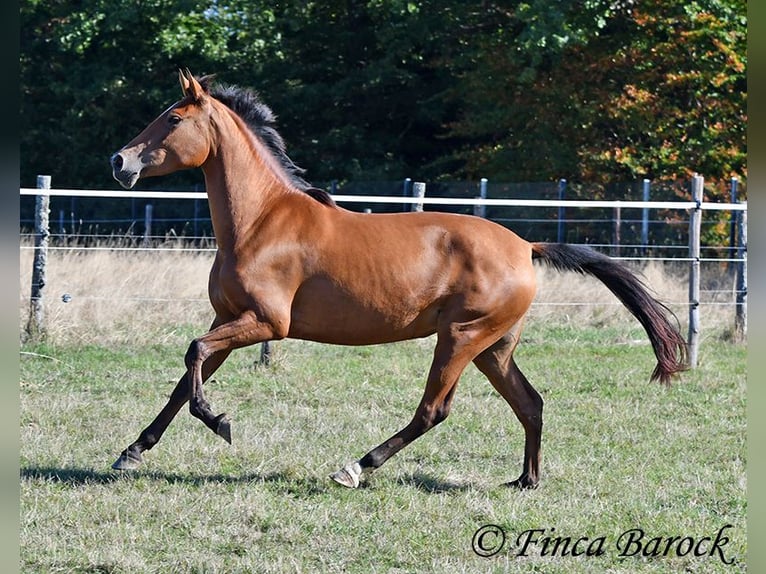 PRE Croisé Jument 3 Ans 156 cm Bai in Wiebelsheim