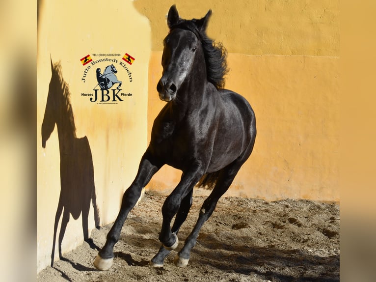 PRE Jument 3 Ans 156 cm Gris noir in Tabernas Almeria