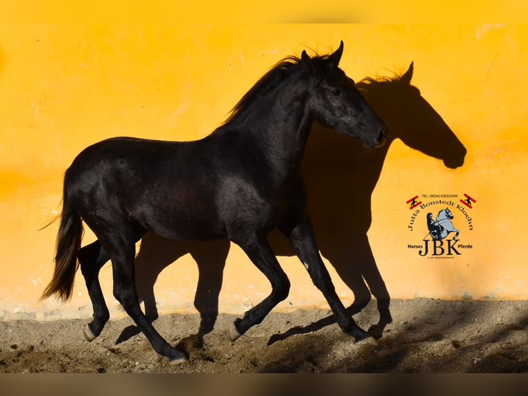 PRE Jument 3 Ans 156 cm Gris noir in Tabernas Almeria