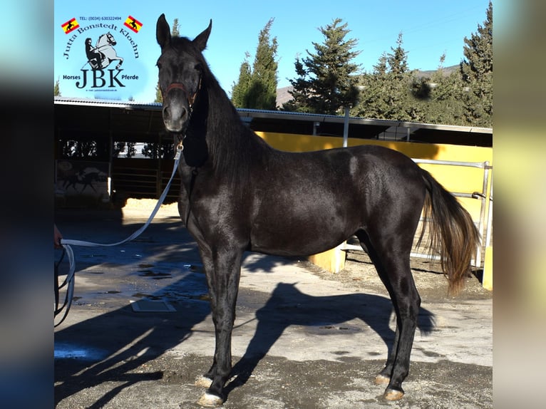 PRE Jument 3 Ans 156 cm Gris noir in Tabernas Almeria