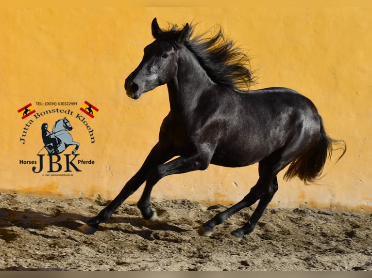 PRE Jument 3 Ans 156 cm Gris noir in Tabernas Almeria