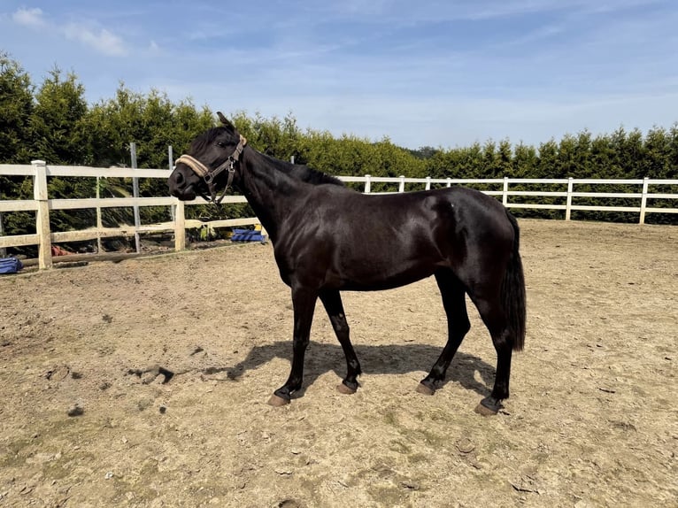 PRE Jument 3 Ans 156 cm Noir in Menden