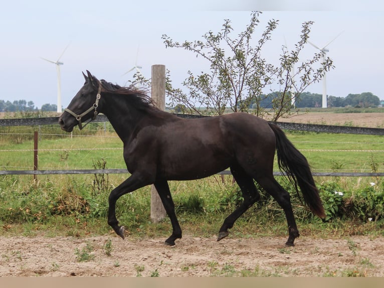 PRE Jument 3 Ans 157 cm Noir in Wremen