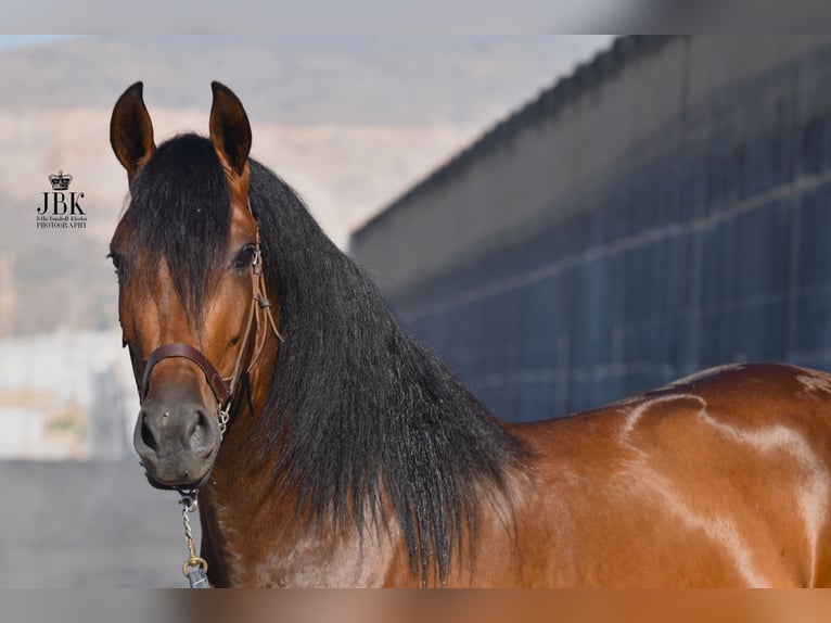 PRE Jument 3 Ans 158 cm Bai in Tabernas Almeria