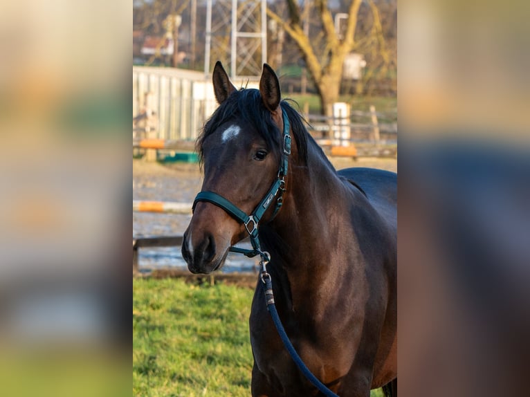 PRE Croisé Jument 3 Ans 158 cm Bai in Welden
