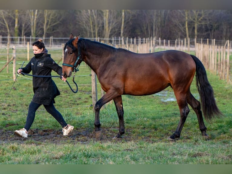 PRE Croisé Jument 3 Ans 158 cm Bai in Welden