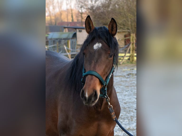 PRE Croisé Jument 3 Ans 158 cm Bai in Welden