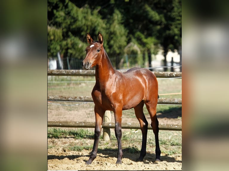 PRE Croisé Jument 3 Ans 158 cm Bai in Welden