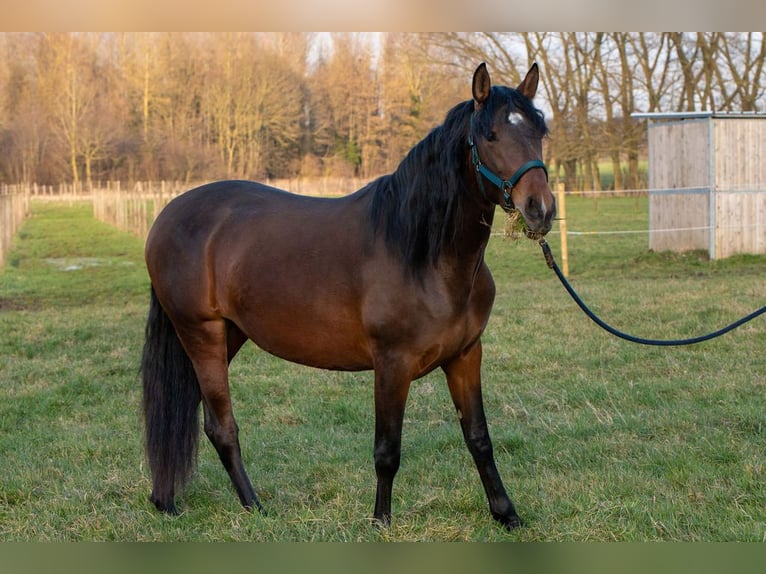 PRE Croisé Jument 3 Ans 158 cm Bai in Welden